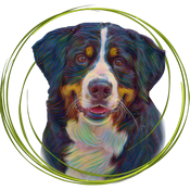 Щенки Бернского зенненхунда — фото 2